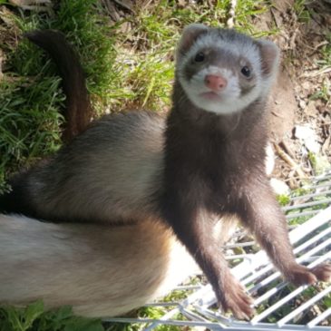 Hurones Cachorros Del Criadero Marshall