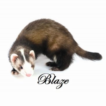 Hurones Cachorros Del Criadero Marshall - Imagen 4