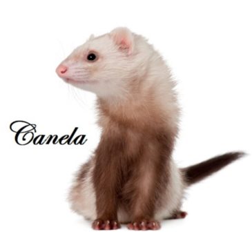 Hurones Cachorros Del Criadero Marshall - Imagen 5