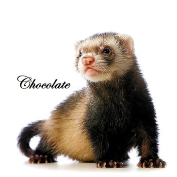 Hurones Cachorros Del Criadero Marshall - Imagen 6