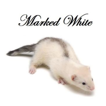 Hurones Cachorros Del Criadero Marshall - Imagen 7