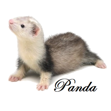 Hurones Cachorros Del Criadero Marshall - Imagen 8