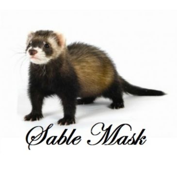 Hurones Cachorros Del Criadero Marshall - Imagen 2