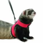 Arnés Talla S #Ayc-S199 - Imagen 3