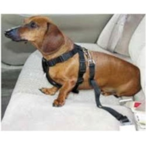 Cinturón de seguridad de coche Doggy para Perros y Gatos Medidas 2cm x  55-70cm