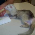 Carnivore Care Oxbow 70Gr - Imagen 3