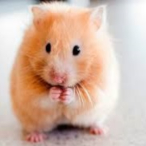 Hamster