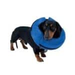 Pro Collar Isabelino Inflable Talla S