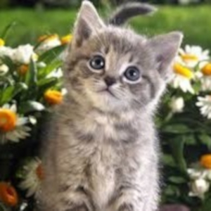 Gatos