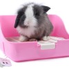 Baño O Letrina Esquinero Cuadrada  Para Mascotas Pequeñas
