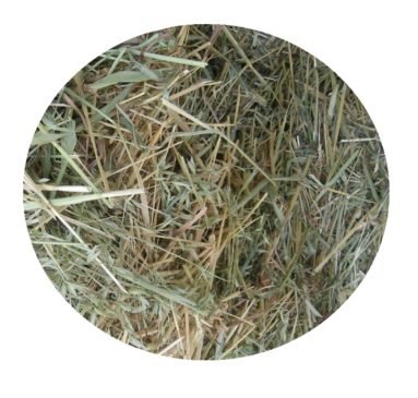 Heno De Ballica Chimuelo Seleccionada 2k - Imagen 2