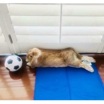 Manta Refrescante S Pet Cool Mat FYN - Imagen 2