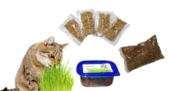 Kit De Pasto Para Gatos #Lvl334