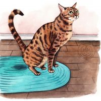 Natures Miracle GATO Eliminador De Manchas Y Olor #P-96992 GPM - Imagen 2