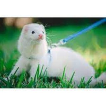 Arnés Y Correa Marshall Para Hurón Negro #Fp-095 - Imagen 3