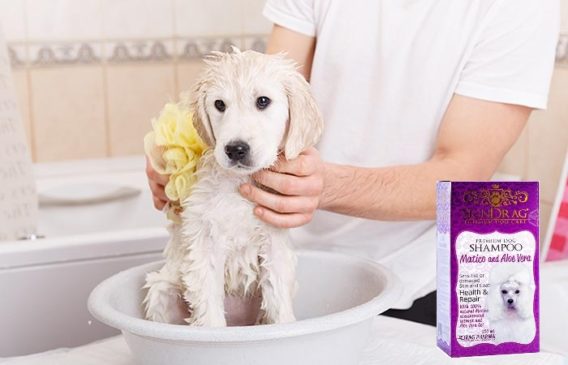 Shampoo Skindrag Matico Y Aloe Vera  DPH - Imagen 2