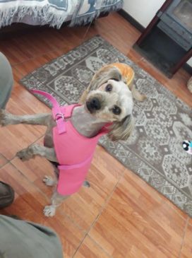 Ropa Capa De Polar Impermeable Razas Grande Talla S - Imagen 2