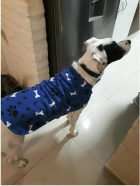 Ropa Capa De Polar Talla 10 - Imagen 3