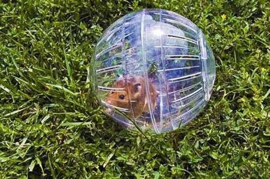 Esfera Pelota Para Hamster 16 Cm - Imagen 2