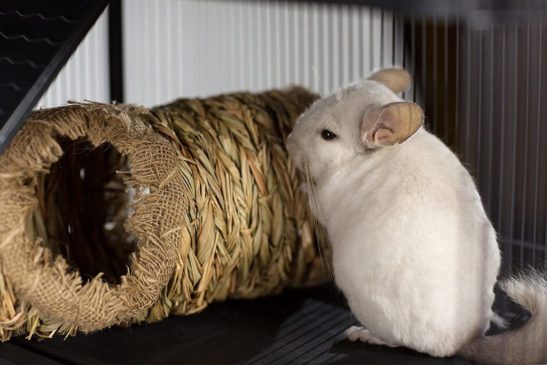 Juguete Tunel Basico De Pasto Prevue - Imagen 2