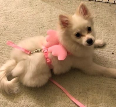 Arnés Con Alas Talla S #26040 - Imagen 4