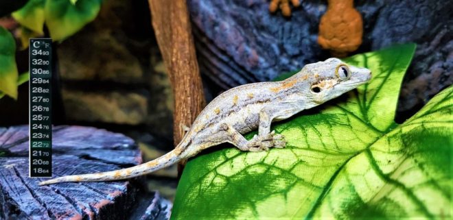 Termometro Digital Adhesivo - Imagen 2