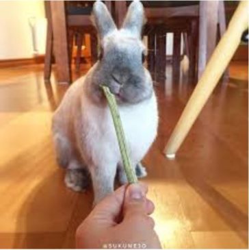 Palitos De Topinambur Para Roer - Imagen 2