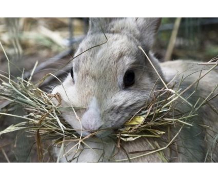 Heno De Avena Naturale For Pets 600Grs - Imagen 2