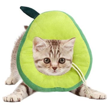 Collar Isabelino Acolchado Perro - Gato #CQ01‐L