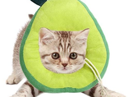 Collar Isabelino Acolchado Perro - Gato #CQ01‐L