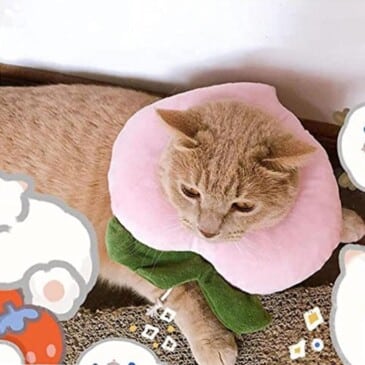 Collar Isabelino Acolchado Perro - Gato #CQ01‐L - Imagen 2