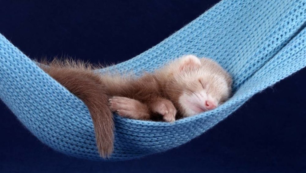 11 imperdibles de los hurones