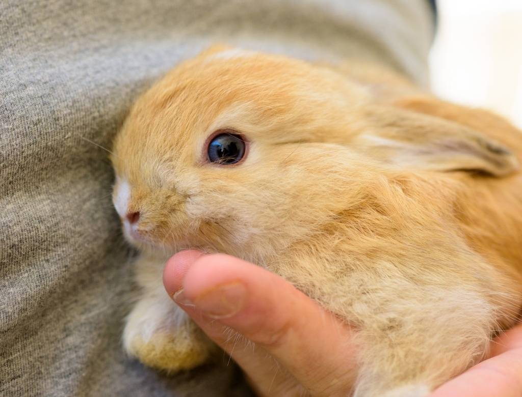 Cómo cuidar un conejo