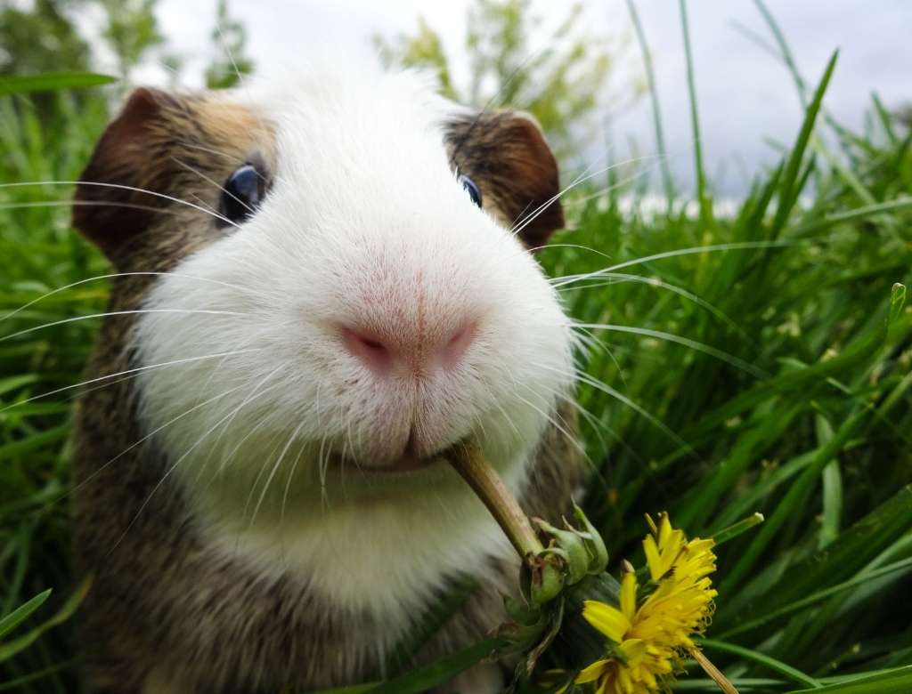 cobaya como mascota