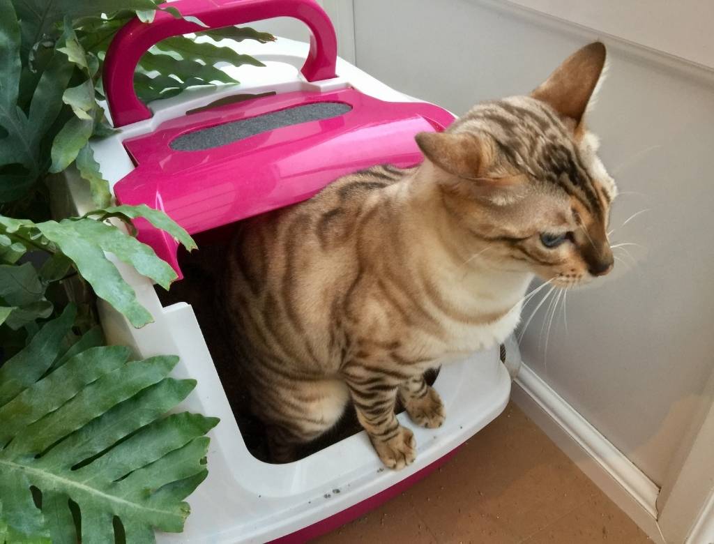 Sanitario para gatos cerrado online