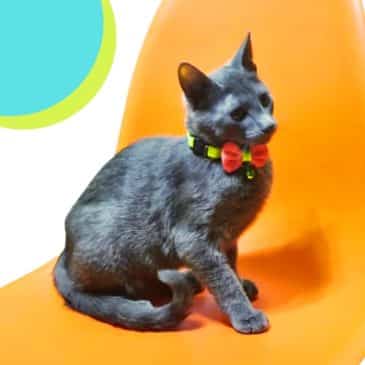 Collar Con Humita S #1211 - Imagen 2