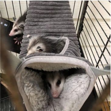 Hamaca Tubo Para Pequeñas Mascotas #W1402 - Imagen 3