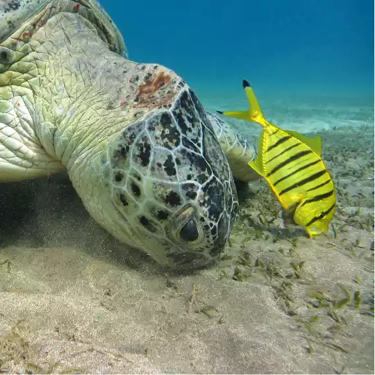 Peces y Tortugas de agua