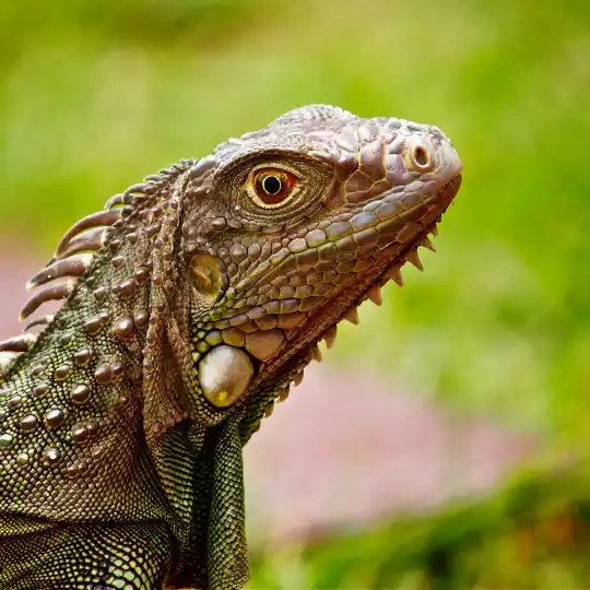 Reptiles