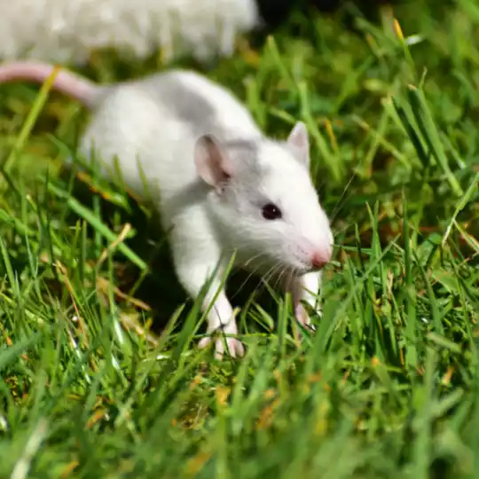 Ratas y Ratones