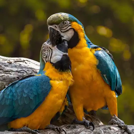 Aves