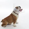 Collar Isabelino Perro N°30
