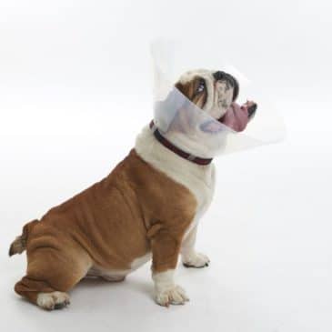 Collar Isabelino Perro N°25