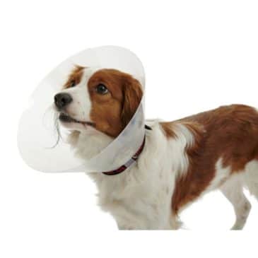 Collar Isabelino Perro N°25 - Imagen 2