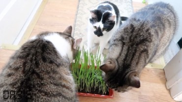 Bioline Pasto Para Gatos 12G MBN #2031 - Imagen 3