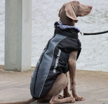 Parka Para Perro Grande #683-xl - Imagen 4