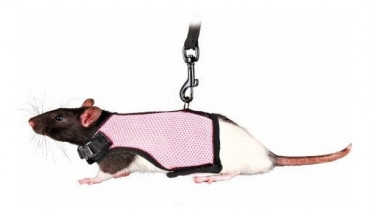 Arnes M Para Ratas Y Hurones Pequeños #s200