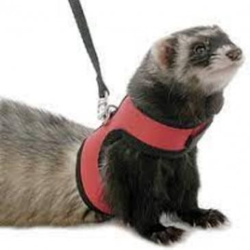 Arnés Talla M #S200 MBN - Imagen 2