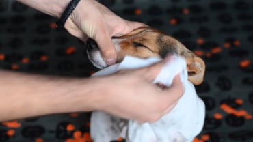 Universal Cosmetic Wipes (Toallitas Húmedas) Bioline #2137 - Imagen 2