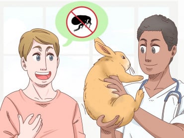 Revolution 6% Cachorro DGÑ - Imagen 2